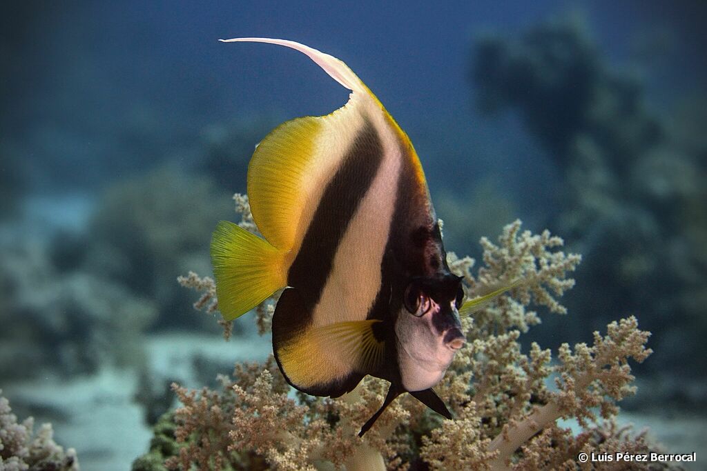 Red Sea Bannerfish