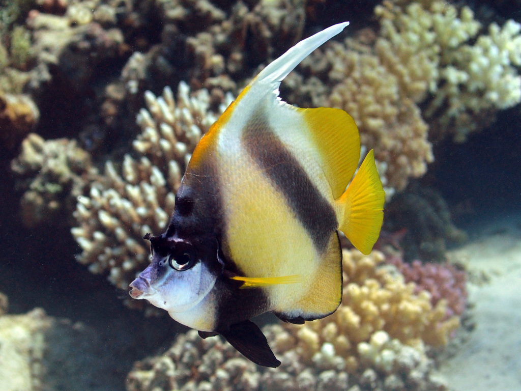 Red Sea Bannerfish