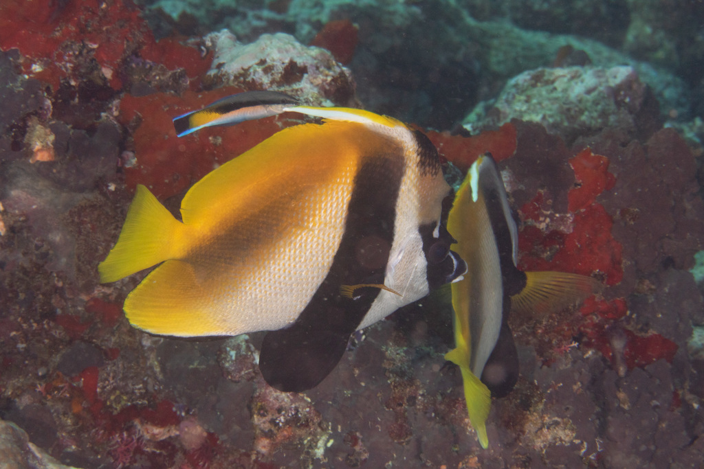 Poisson-cocher masqué
