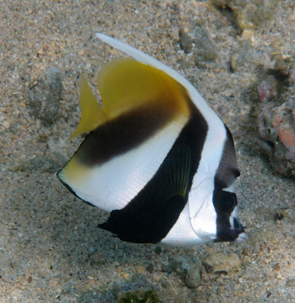 Poisson-cocher masqué