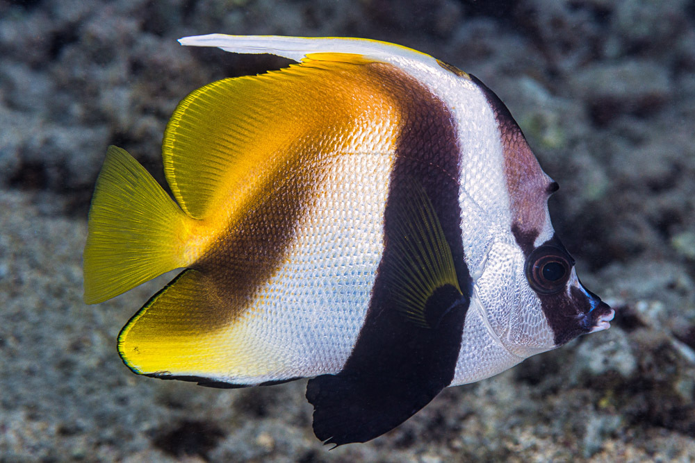 Masked Bannerfish