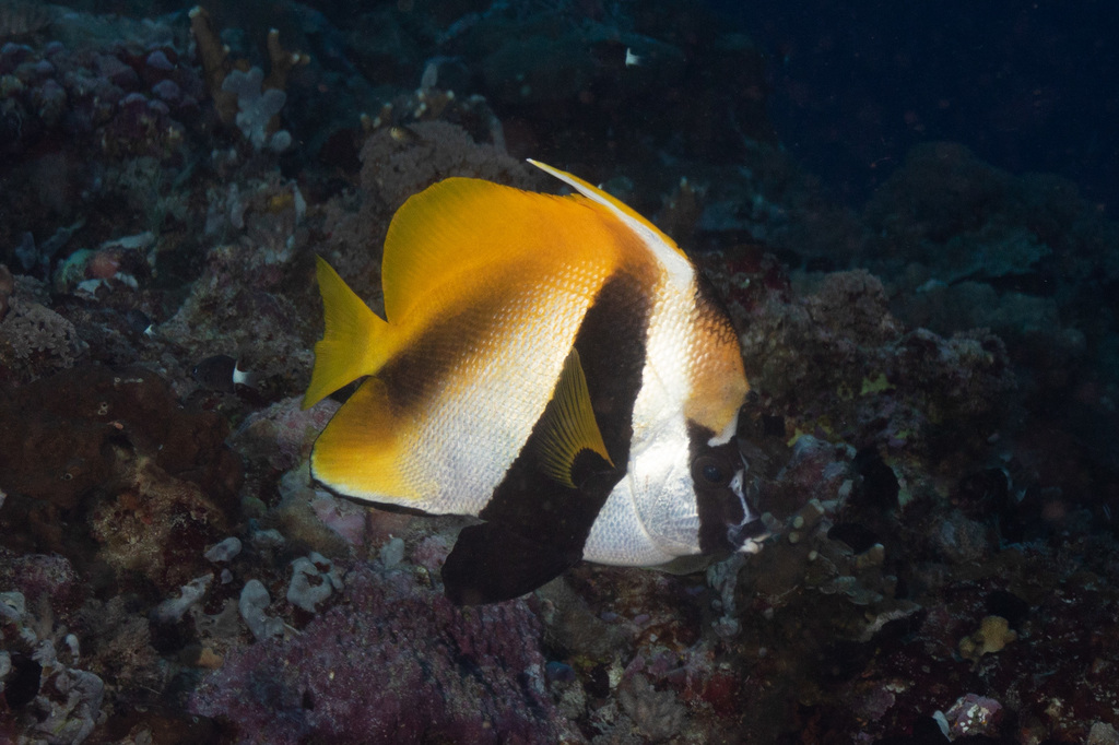 Poisson-cocher masqué