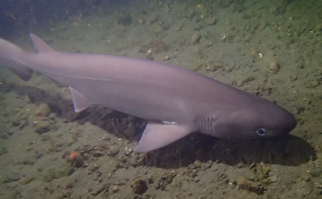 Bluntnose Sixgill Shark