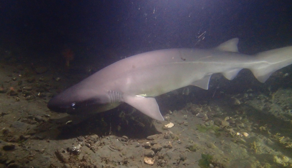 Bluntnose Sixgill Shark