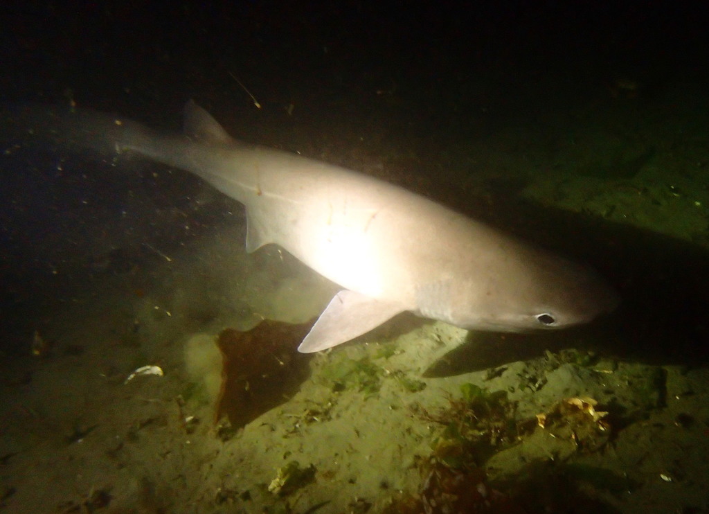 Bluntnose Sixgill Shark
