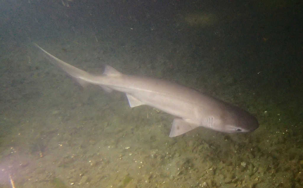 Bluntnose Sixgill Shark