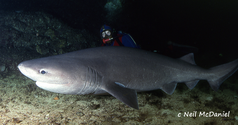 Bluntnose Sixgill Shark