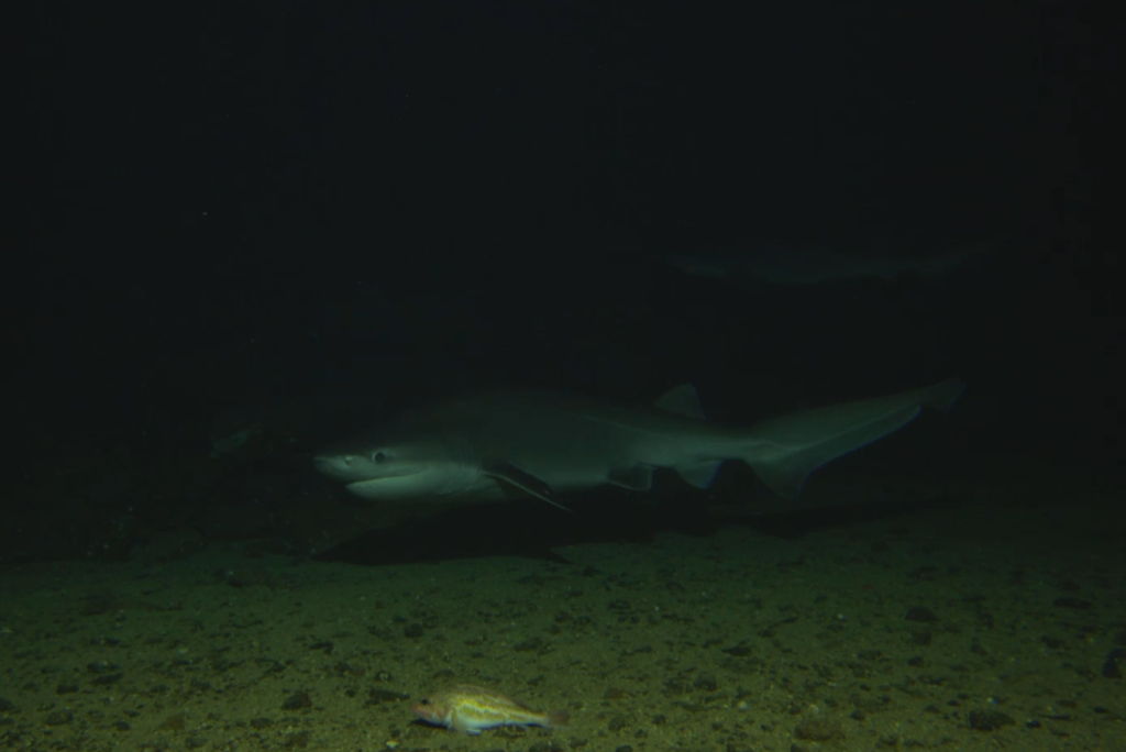 Bluntnose Sixgill Shark