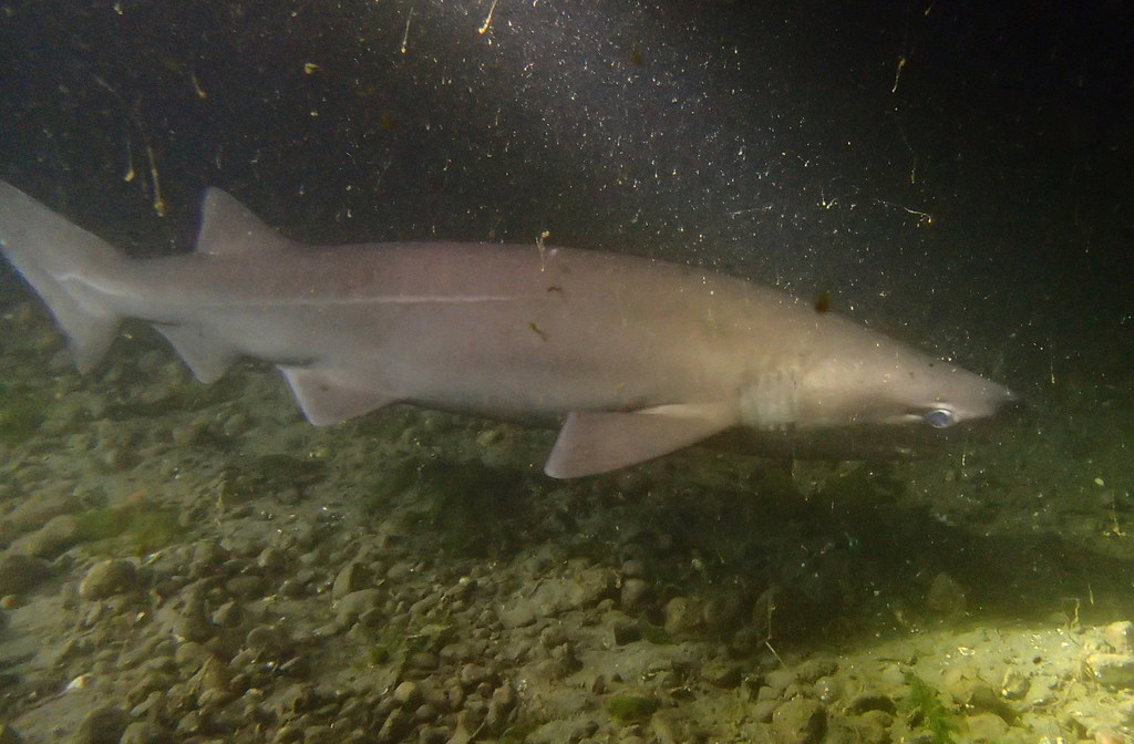 Bluntnose Sixgill Shark