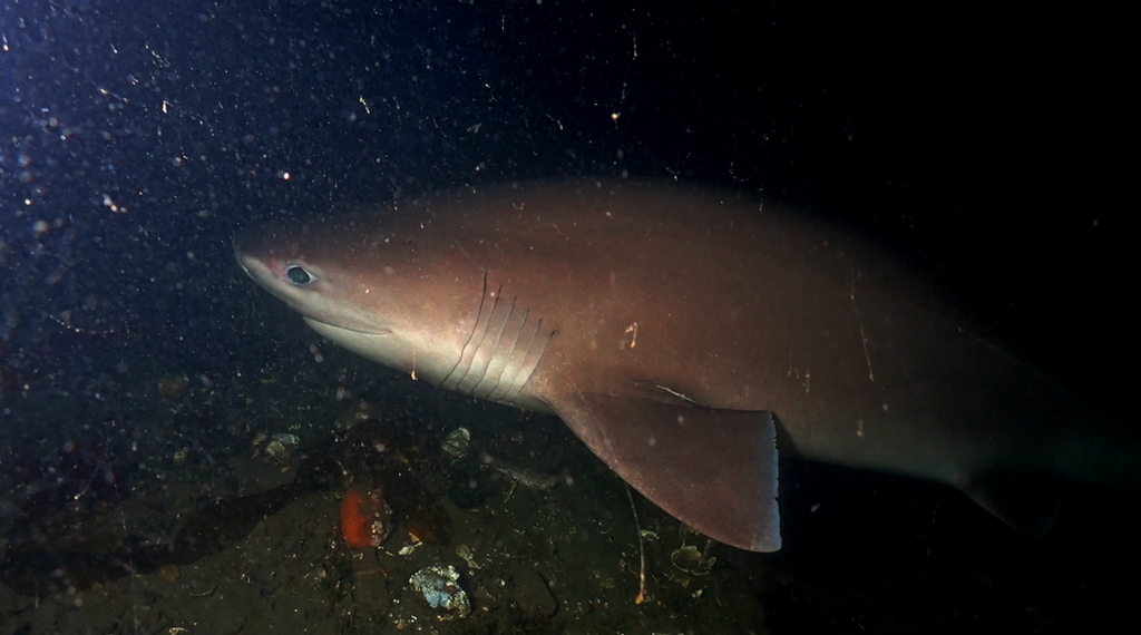 Bluntnose Sixgill Shark