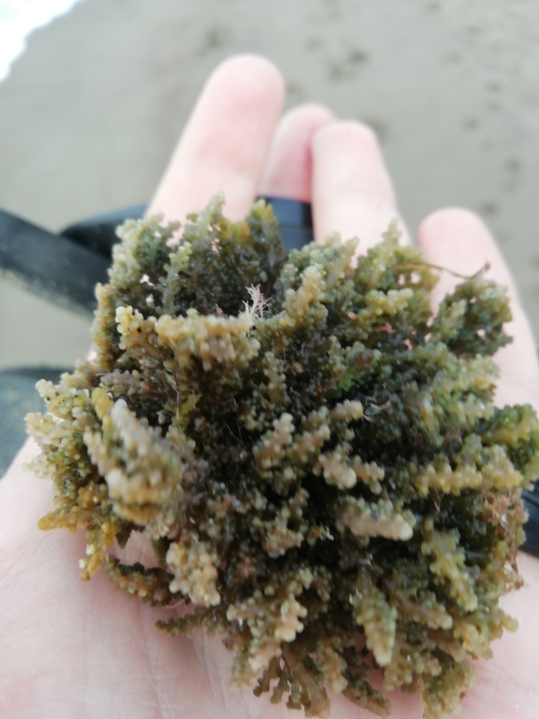 Corny Red Seaweed