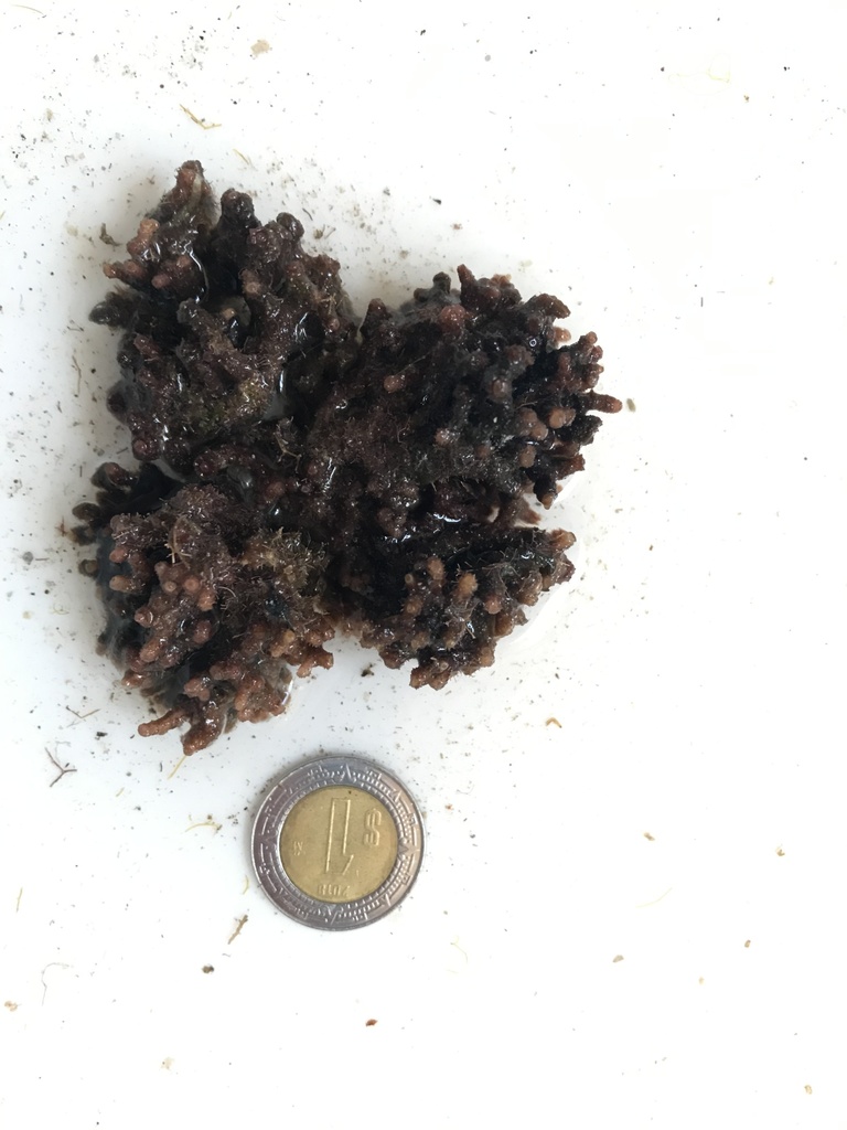 Corny Red Seaweed
