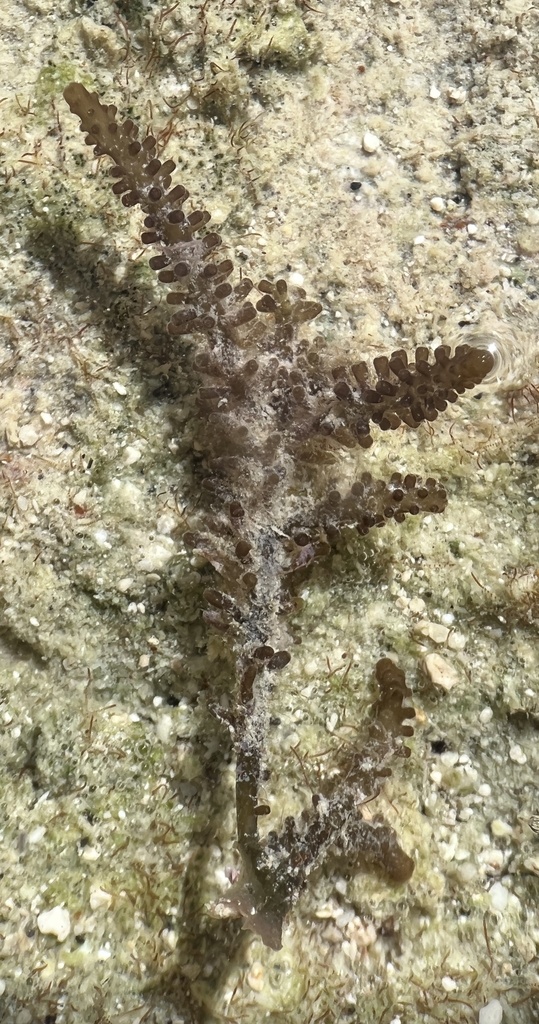 Corny red seaweed