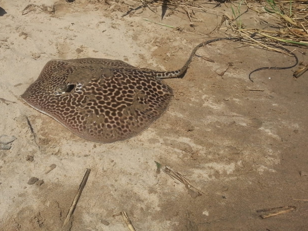 Reticulate Whipray