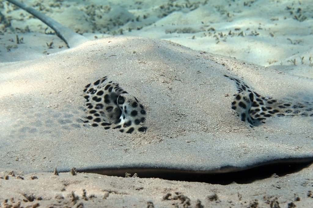Reticulate Whipray