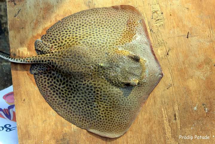 Reticulate Whipray