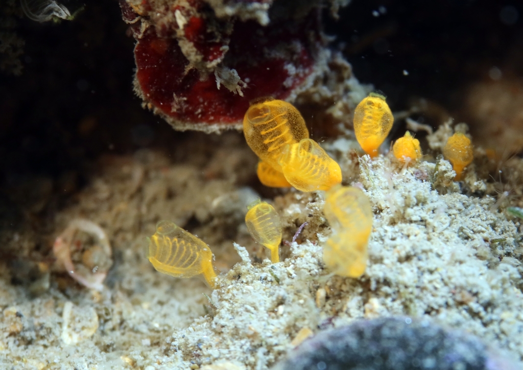 Claveline naine aux siphons jaunes