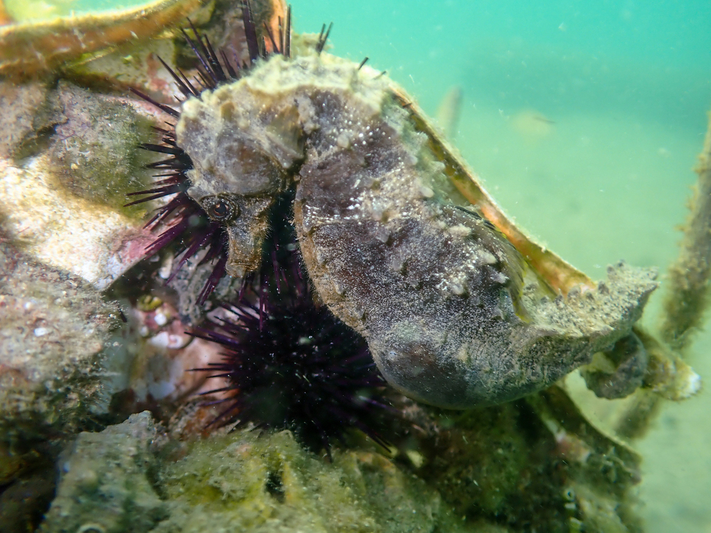 Hippocampe moucheté