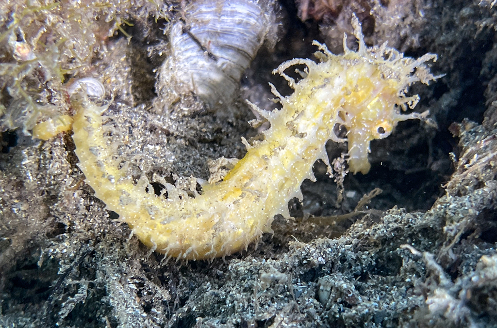 Long-snouted Seahorse