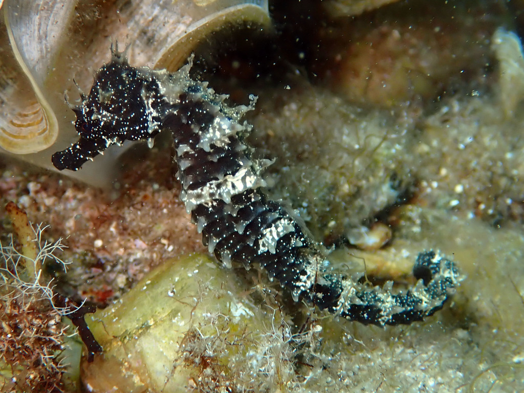 Hippocampe moucheté