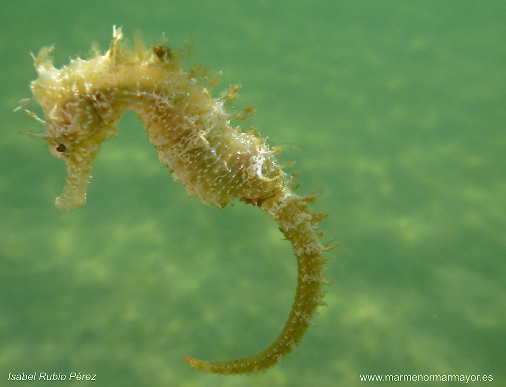 Hippocampe moucheté