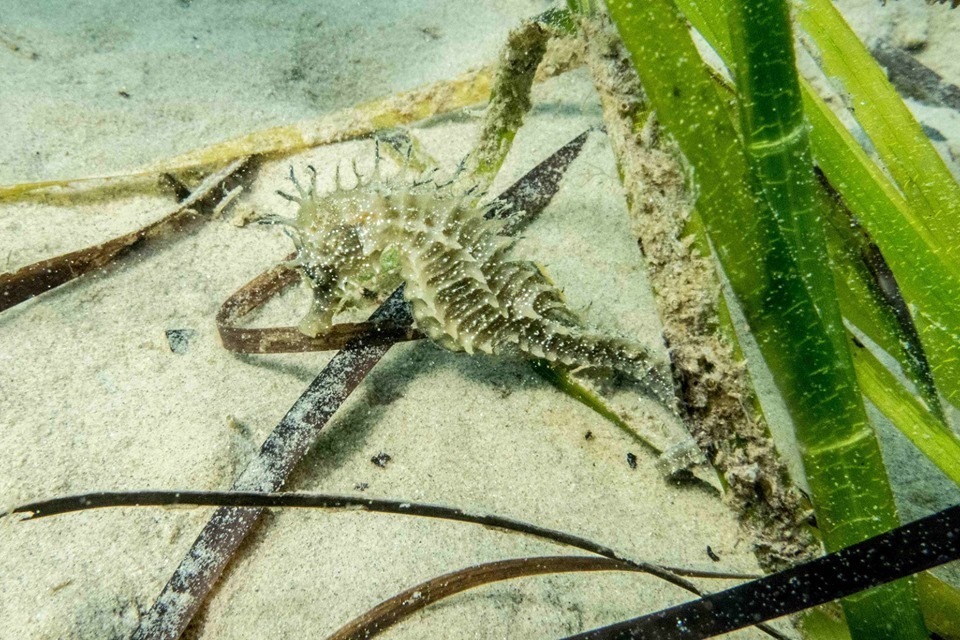 Hippocampe moucheté