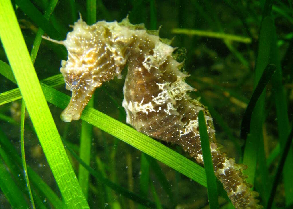 Hippocampe moucheté