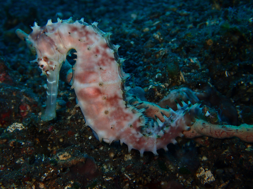Spiny Seahorse