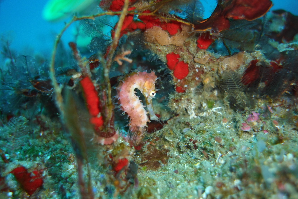 Spiny Seahorse