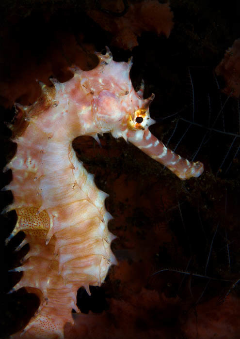 Spiny Seahorse