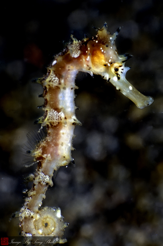 Spiny Seahorse