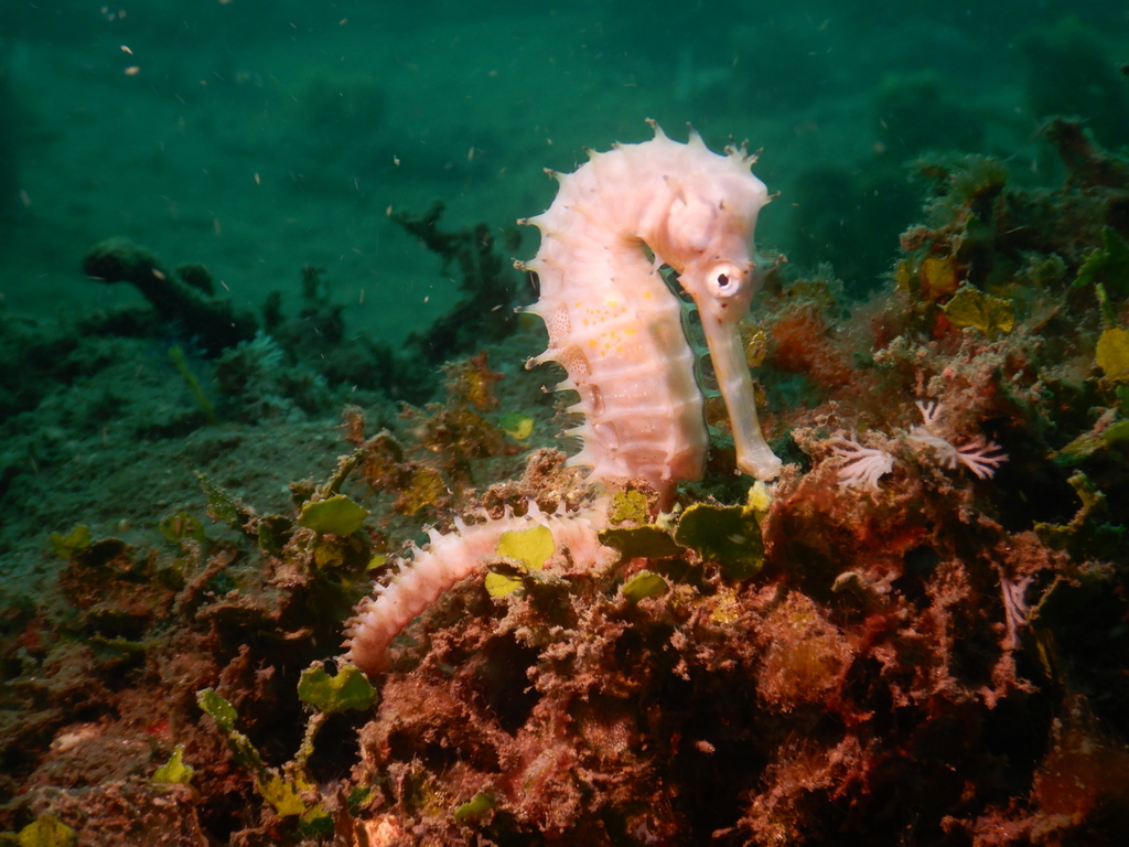 Spiny Seahorse