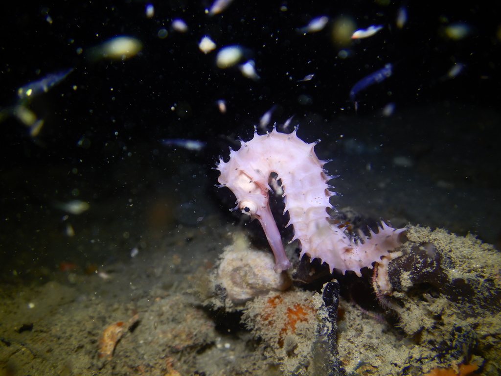 Spiny Seahorse