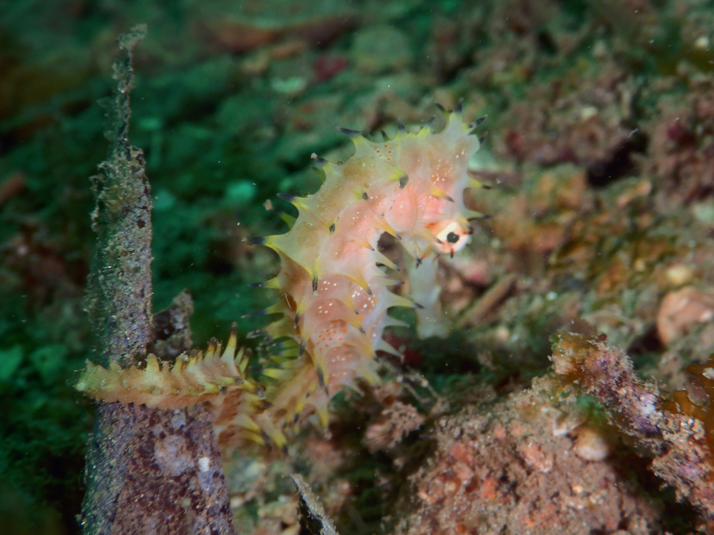 Spiny Seahorse