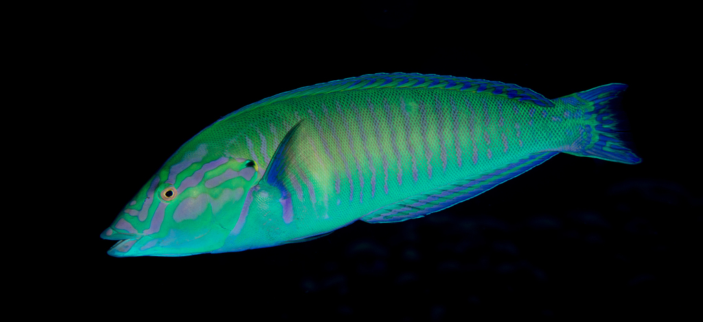Pastel Ring Wrasse