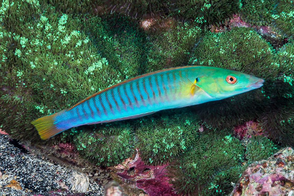 Pastel Ring Wrasse