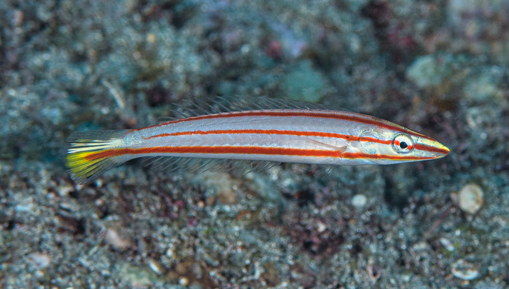 Pastel Ring Wrasse