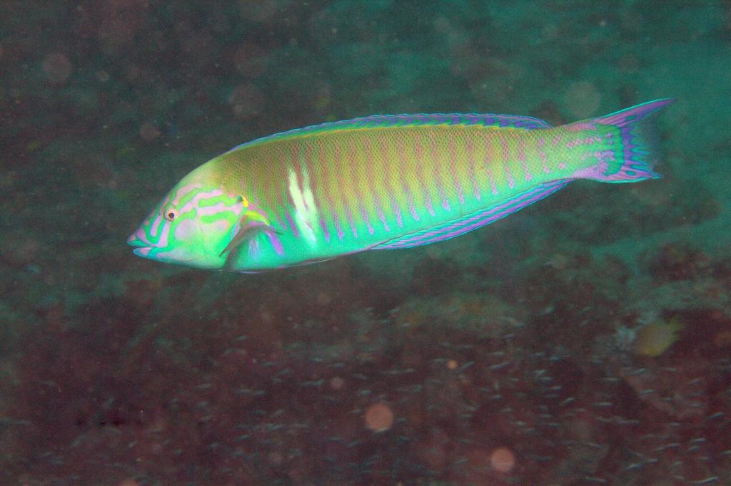 Pastel Ring Wrasse
