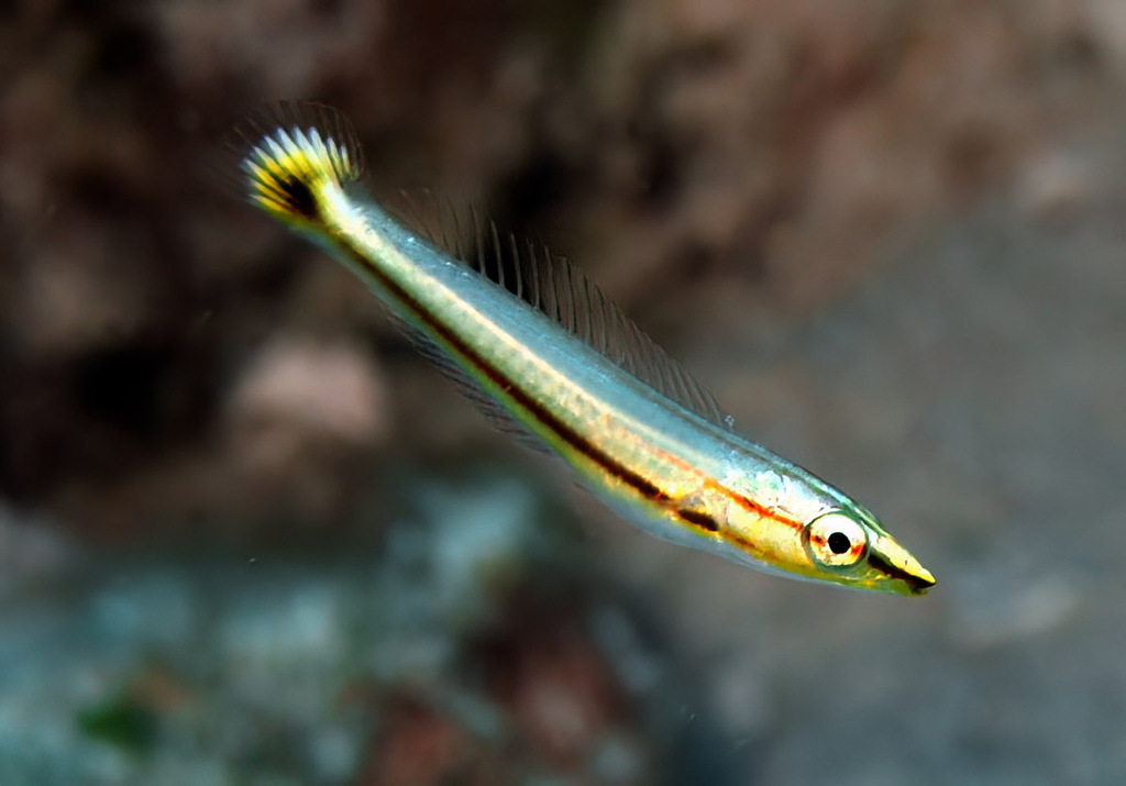 Pastel Ring Wrasse