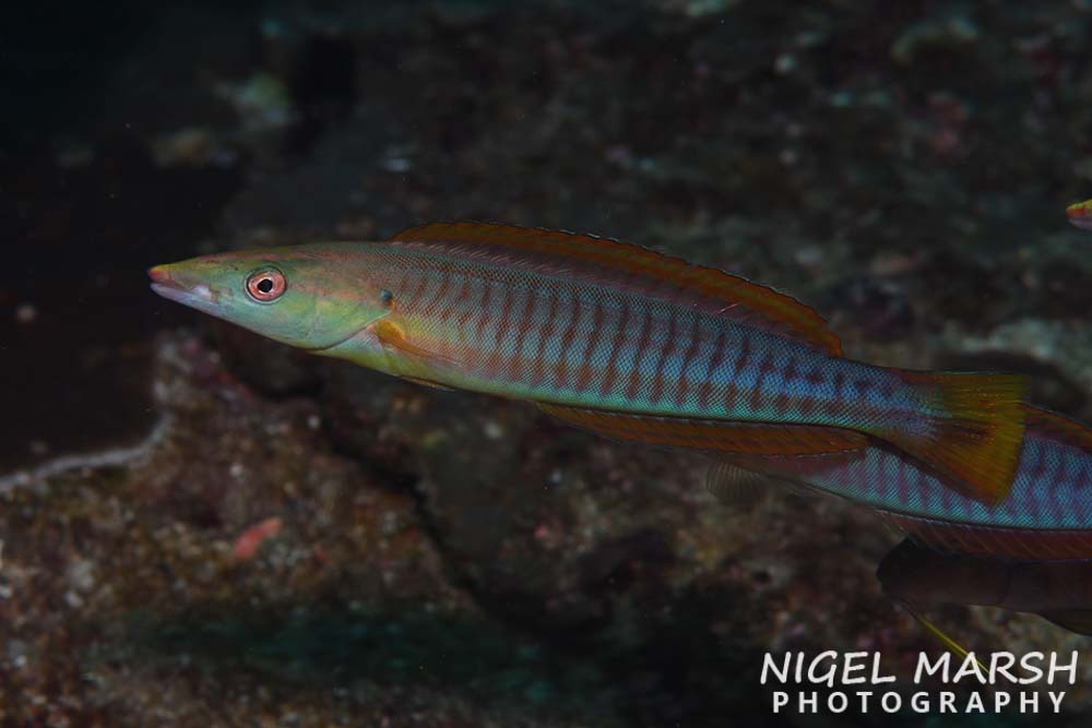 Pastel Ring Wrasse