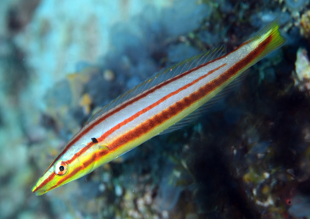 Pastel Ring Wrasse