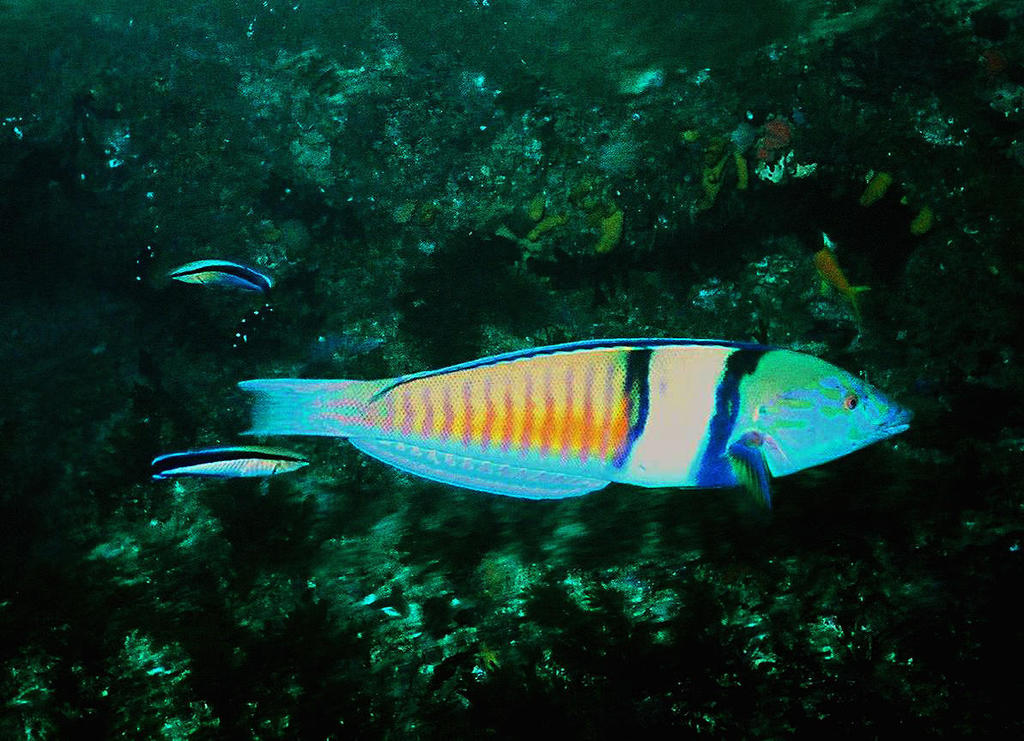 Pastel Ring Wrasse