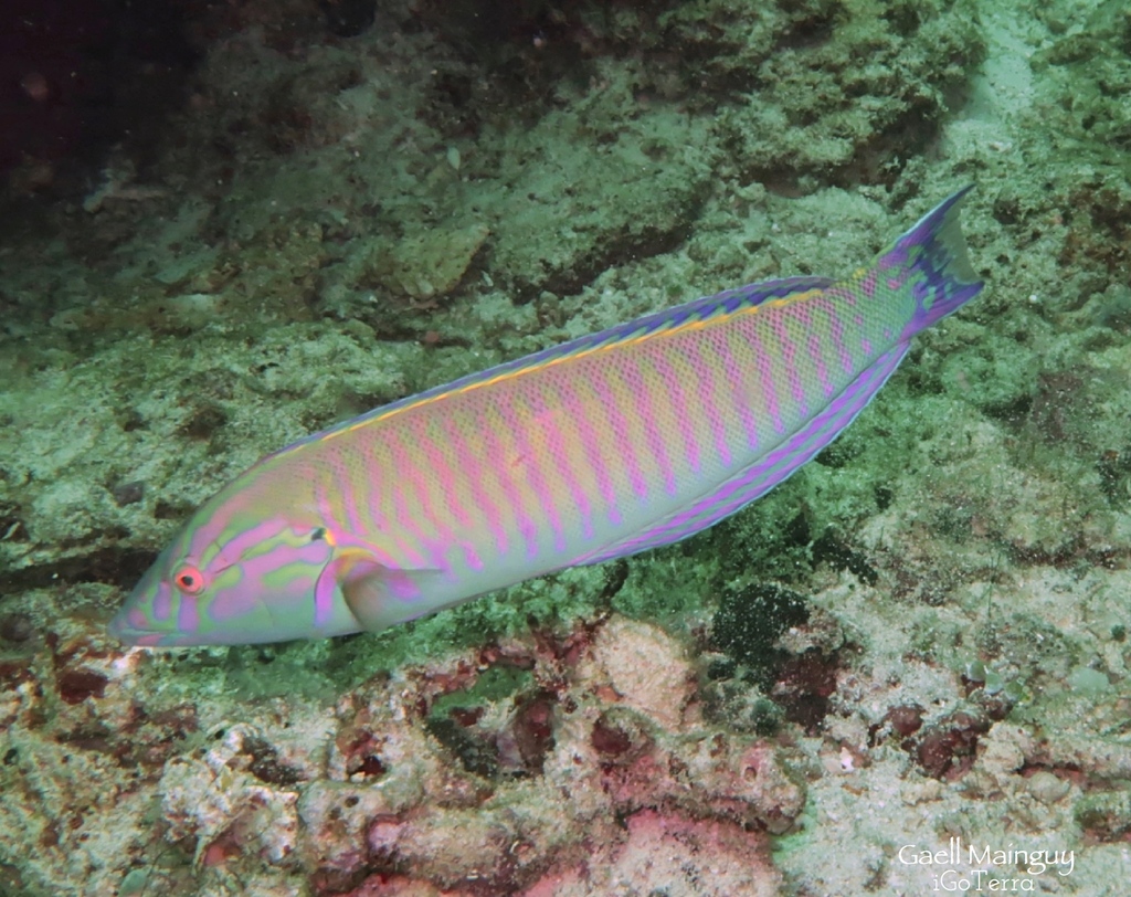 Pastel Ring Wrasse