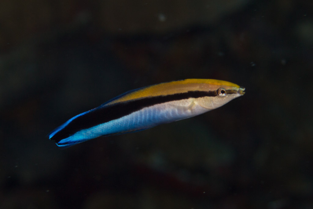 Bluestreak Cleaner Wrasse