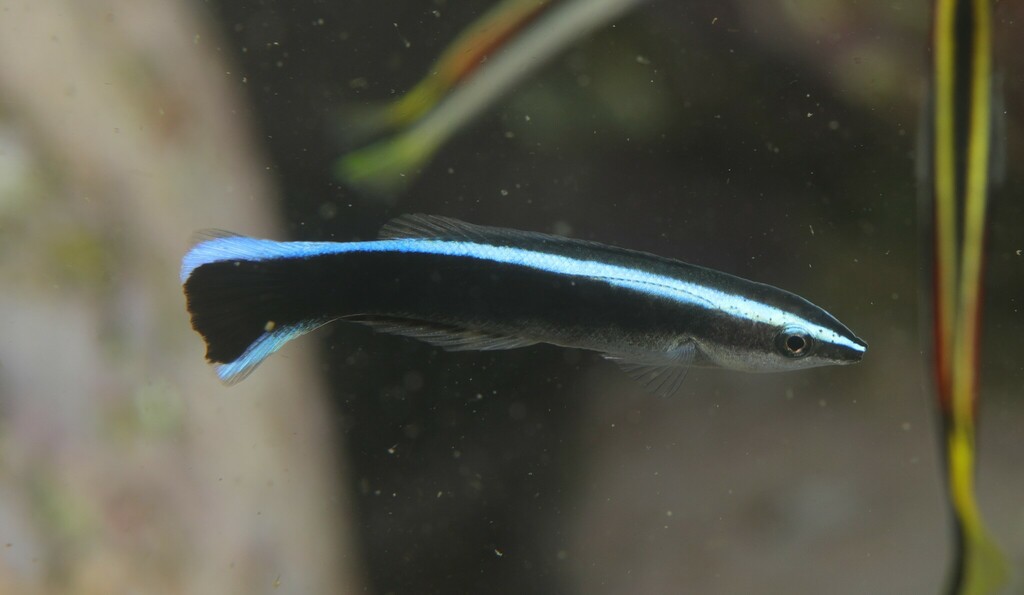 Bluestreak Cleaner Wrasse