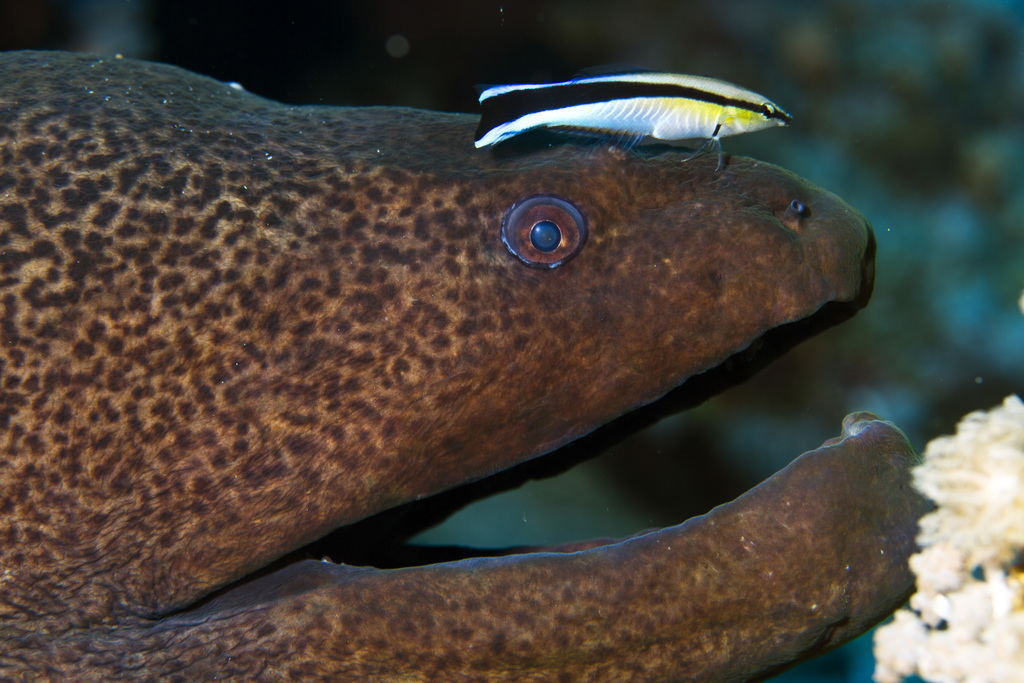 Bluestreak Cleaner Wrasse