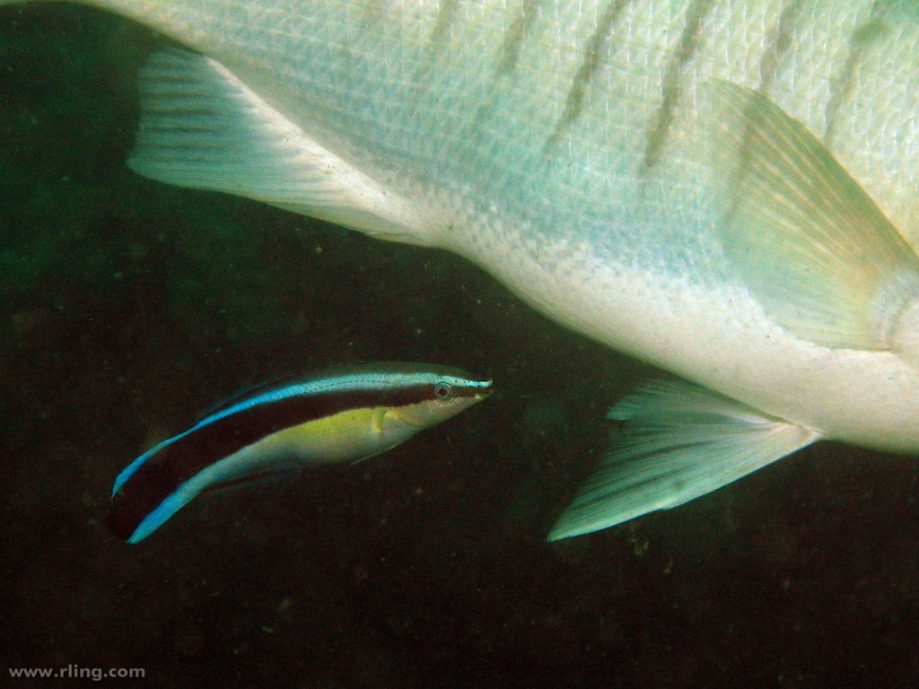 Bluestreak Cleaner Wrasse