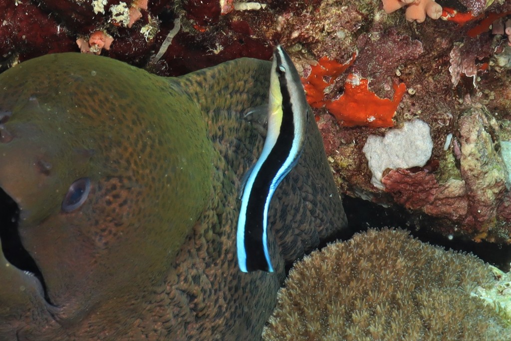 Bluestreak Cleaner Wrasse