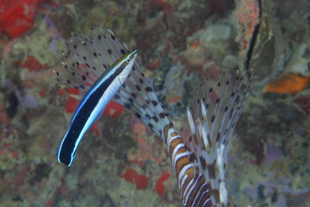 Bluestreak Cleaner Wrasse