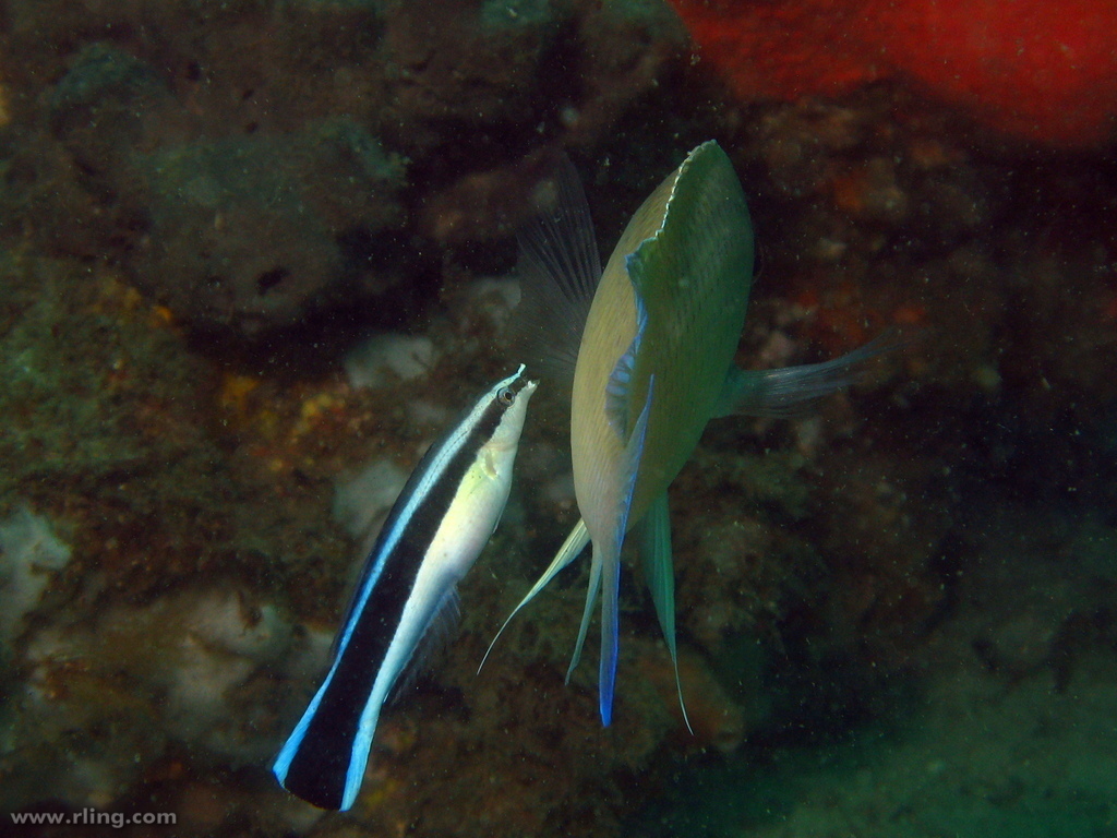 Bluestreak Cleaner Wrasse